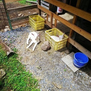 仔山羊 一頭の里親様  