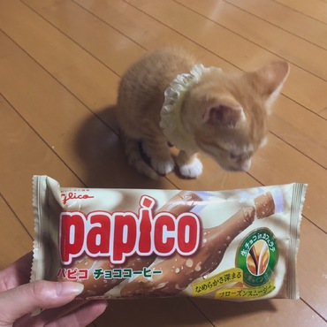 8/5はぱぴこの日