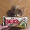 8/5はぱぴこの日