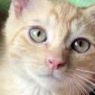 元気坊主、可愛い茶トラ