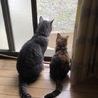 シザース