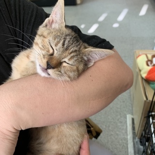 No.28 麦わら色の美人さん