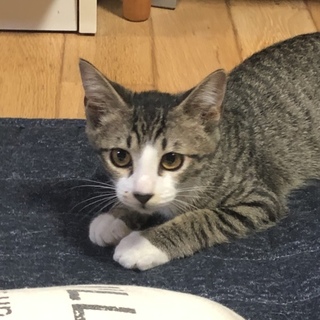 優しいイケメン子猫