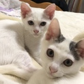 甘えん坊の男の子とおっとりな女の子 兄妹で