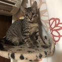 可愛いキジ猫