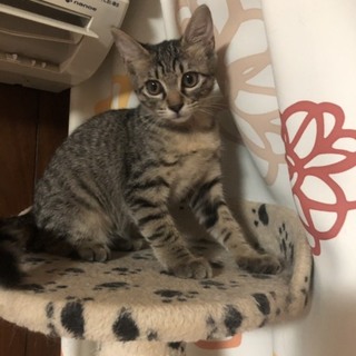 可愛いキジ猫
