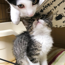 さいたま市 大宮区第二公園「保護ネコ譲渡会」開催　13時30分～ サムネイル2