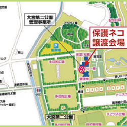 さいたま市 大宮区第二公園「保護ネコ譲渡会」開催　13時30分～ サムネイル3