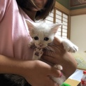 仔猫 推定１〜２ヶ月 オス メス