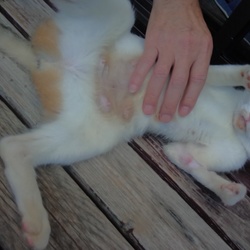 「みゅう、ミグのこと」サムネイル2