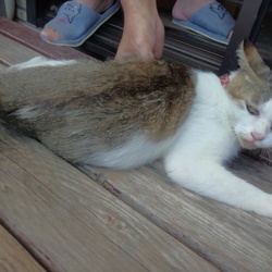 「みゅう、ミグのこと」サムネイル3