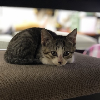 六つ子の子猫の最後の1匹保護しました