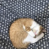 ティシュー