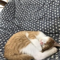 産まれて3ヶ月の子猫です