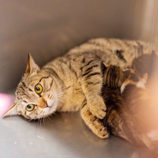 美猫のりんちゃん