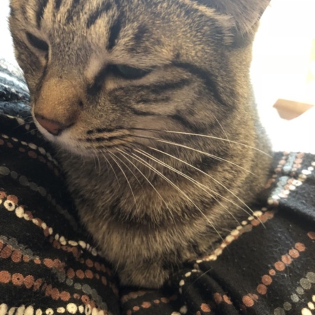 BabypoohLoveのカバー写真