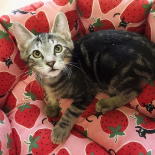 アメショ系美男【ジョジョ】