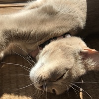 ドルチェ