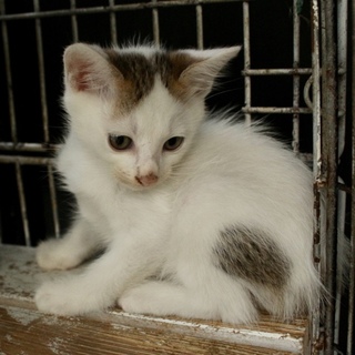 ４匹の兄妹のシロ君