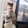 さくらさくさくら