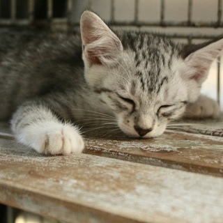 ４匹兄妹のグレー君