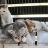 ４匹兄妹のグレー君 サムネイル2