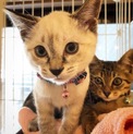子猫まつり参加猫シャムミックス子猫