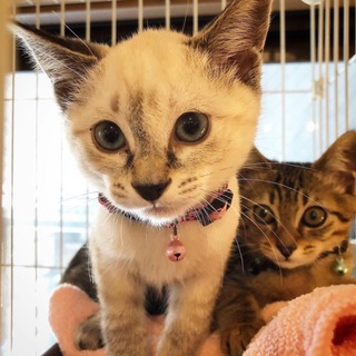 子猫まつり参加猫シャムミックス子猫