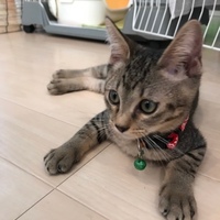あんず