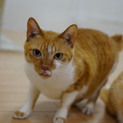 黄色い猫アキ