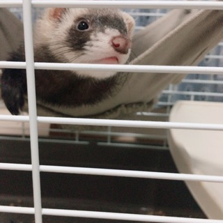 フェレット 女の子 里親募集中です