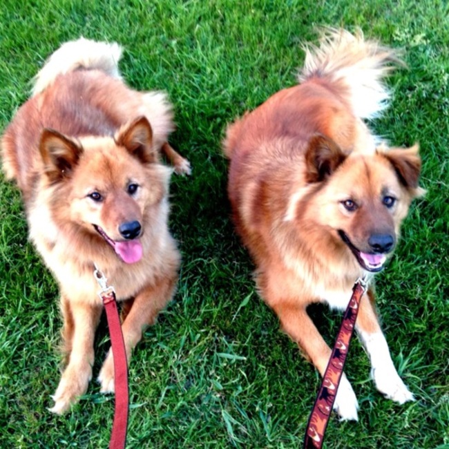 87便り ”一生一緒の家族を探しています“のカバー写真