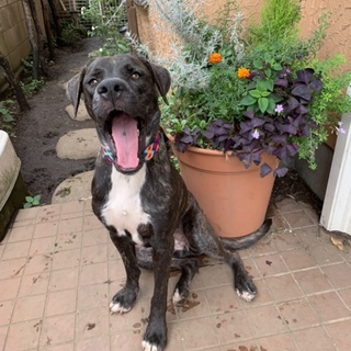 大型犬雑種：1歳の女の子