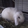 【保護うさぎ】ミニロップ♀ 2019年4月生まれ サムネイル2