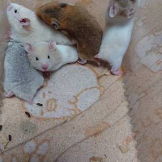 ゴールデンハムスター