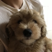 ワンダー
