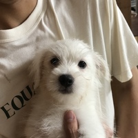 バニラ