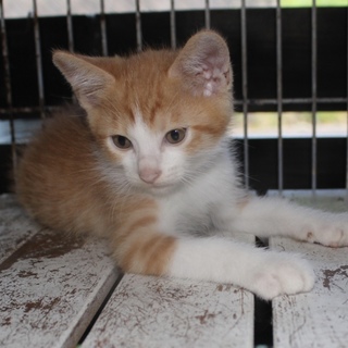 ４匹兄妹のイエロー君