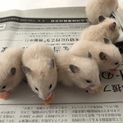 キンクマハムスター1匹ゴールデン1匹里親募集
