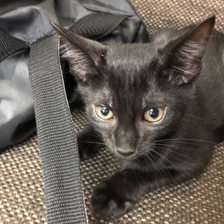 人もワンもこわくない！慣れ慣れクロちゃん３ヶ月