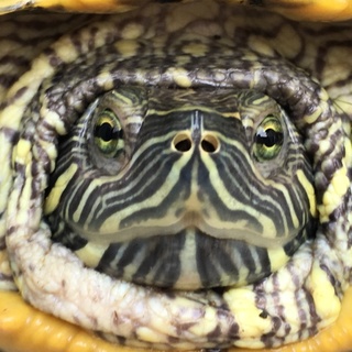 人懐こいミドリカメの里親さん募集してます！