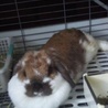 【保護うさぎ】ホーランドロップ♀ 2才以上マル サムネイル3