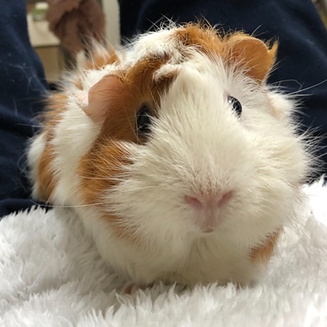 我が家のはなちゃんです。よろしくです