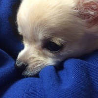 あお