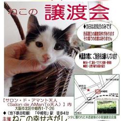 ねこの幸せさがし譲渡会