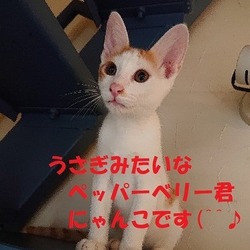 ねこの幸せさがし譲渡会 サムネイル2