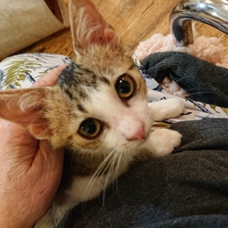 ねこの幸せさがし譲渡会 サムネイル3