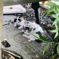 全7匹交渉中 生後1カ月未満子猫