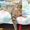アメショとキジの美猫さん‼ サムネイル6