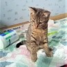 アメショとキジの美猫さん‼ サムネイル7